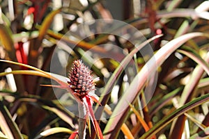 Pineapple fruit, Ananas comosus, South american species, Introduced ornamental species photo