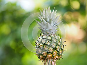 Pineapple fruit on blurred of nature background space for write wording