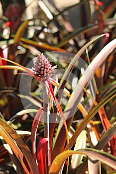 Pineapple fruit details, Ananas comosus, South american species, Introduced ornamental species photo