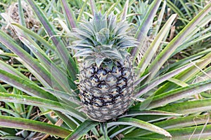 Pineapple fruit farm.