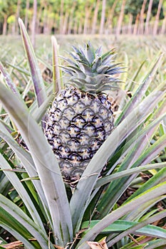 Pineapple fruit farm.