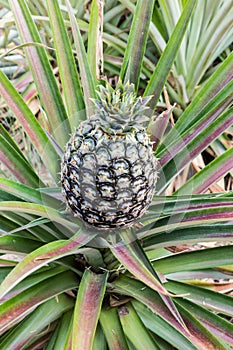 Pineapple fruit farm.