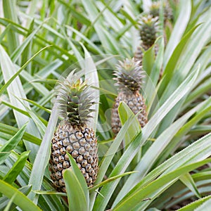 Pineapple fruit farm growing