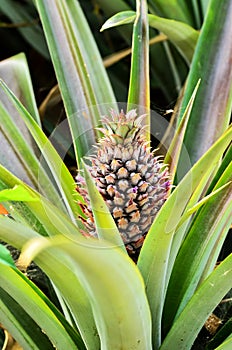 Pineapple fruit farm growing