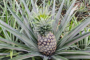 Pineapple fruit farm growing