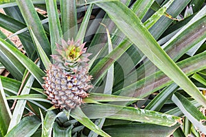 Pineapple fruit farm growing