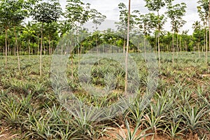 Pineapple fruit farm growing