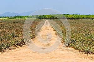 Pineapple fruit farm.