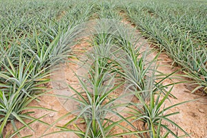 Pineapple fruit growing in a farm