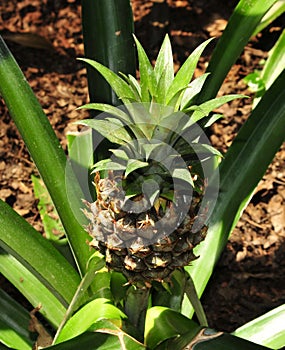 Pineapple fruit growing from plant