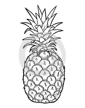 Pineapple fruit hand draw illustration