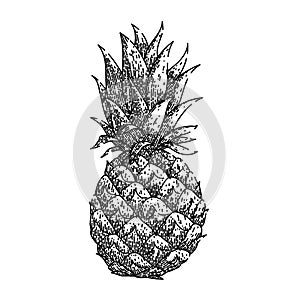 Ananas skica ručně malovaná vektor 