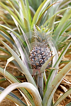 Pineapple
