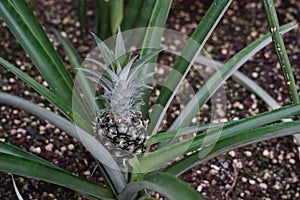 Pineapple fruit, in Latin called Ananas comosus L. Marr, growing naturally out of rosette of leaves. photo