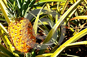 Pineapple is a fruit plant in the form of a shrub which has the scientific name ananas comosus.