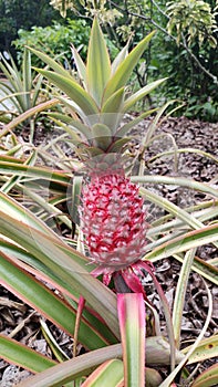 Pineapple fruit and plant in garden