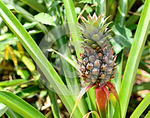 Pineapple fruit tree