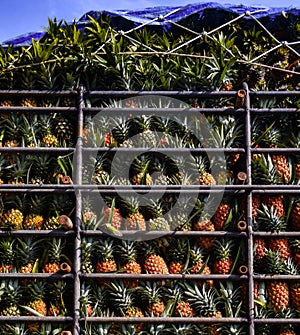 Pineapple fruit on truck