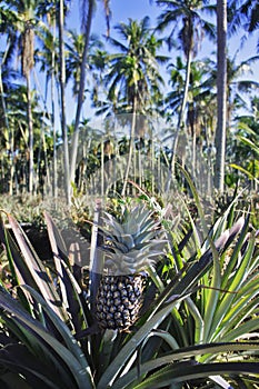 Pineapple garden