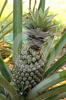 Pineapple in garden