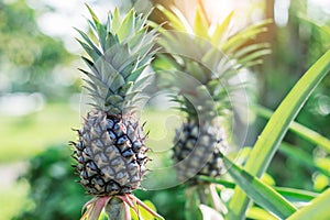 Pineapple in the garden.