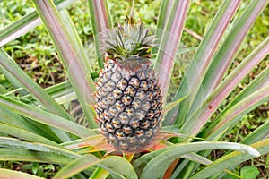 Pineapple In The Garden.