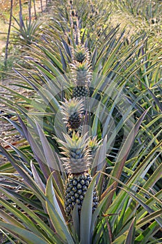 Pineapple Garden