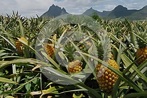 Pineapple garden
