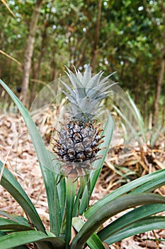 Pineapple in the garden