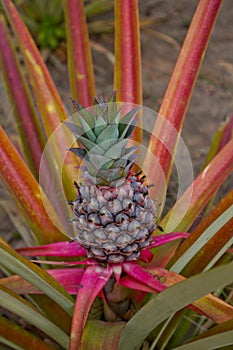 Pineapple in the garden, Thailand