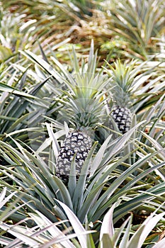 Pineapple garden