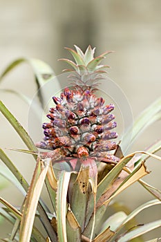 Pineapple in the garden on the tree