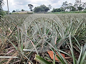 Pineapple gardens