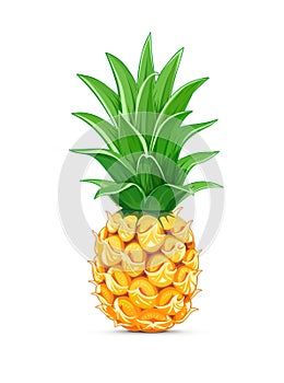 Pineapple with green leaf. Tropical fruit.