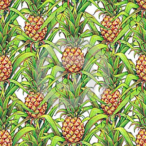 Pineapple with green leaves tropical fruit growing in a farm. Pineapple drawing markers seamless pattern on a white background. Co