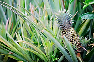 Pineapple growing