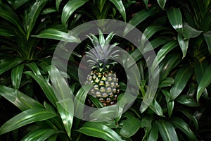 Pineapple growing in a botanical garden in Singapore, Southeast Asia