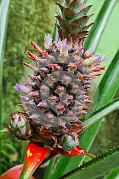 Pineapple growing in a garden (closeup) photo