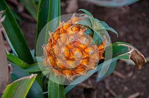 Pineapple growing greenhouse in Azores