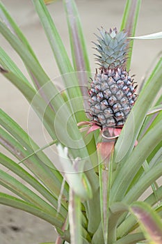 Pineapple Growing in Indonesia