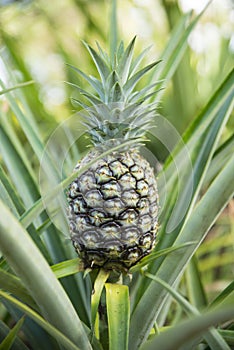 Pineapple growing on Plant, O`hau Hawaii