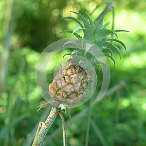 A Pineapple growing on a plantation in the Amazon rain forest