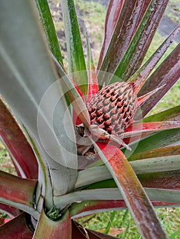 Pineapple growing unkoz wen plant um