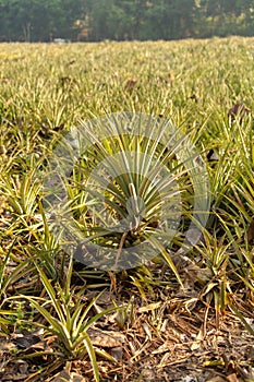 Pineapple grows on a plantation in Thailand