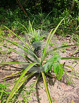 Pineapple grwoing and ripening