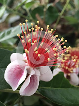 Pineapple guava flower