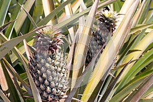Pineapple - H
