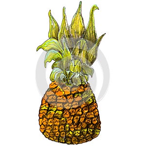 Pineapple. Hand drawn sketch isolated on white background. Summer design element for prints and posters