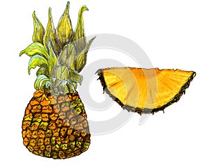 Pineapple. Hand drawn sketch isolated on white background. Summer design element for prints and posters