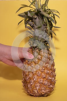 Pineapple in hand. Fashion minimal esign style
